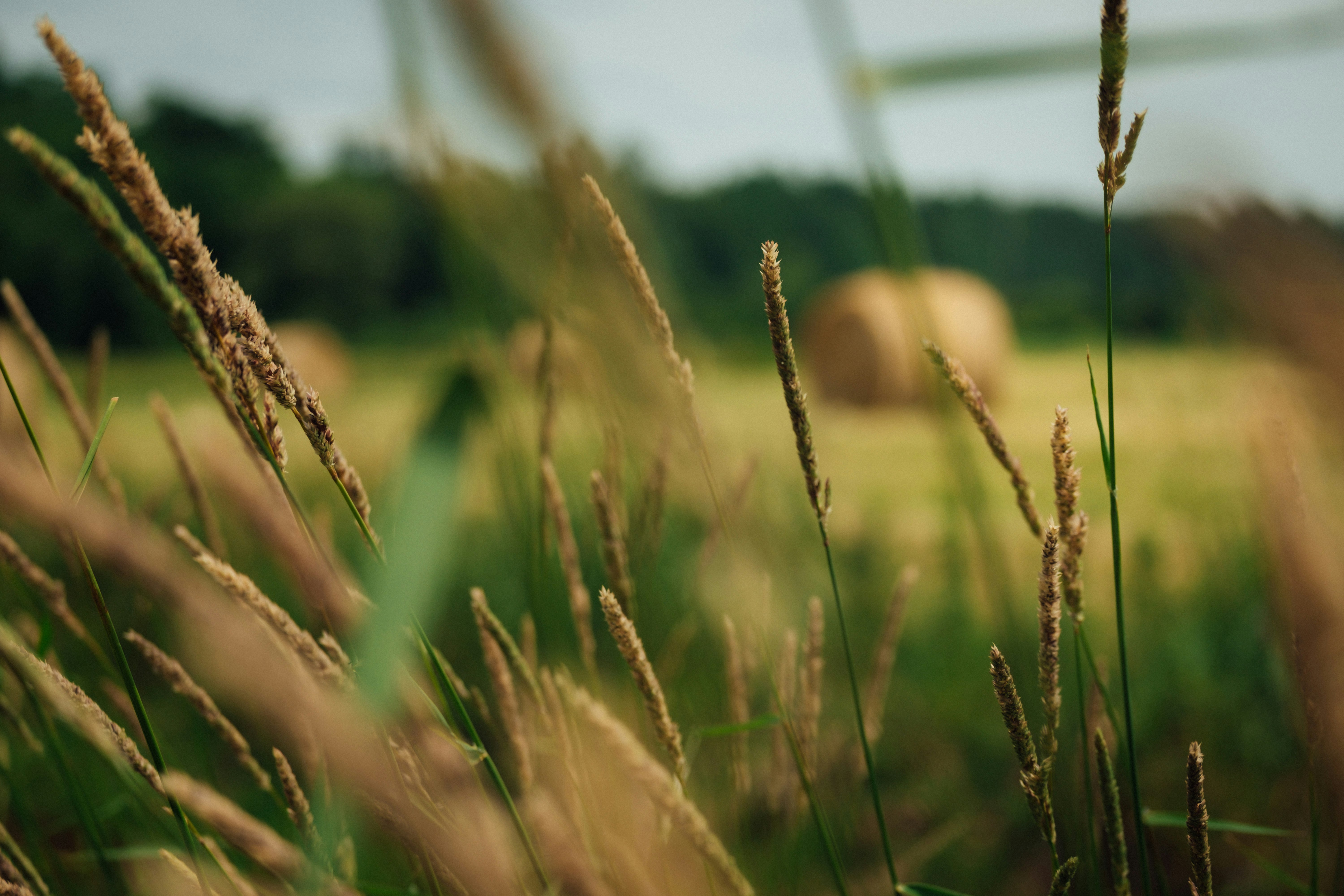 brown wheat field during daytime